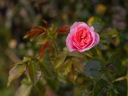 Fotowalk Pfarrwerfen - Bahnhof Werfen
